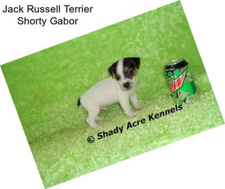 Jack Russell Terrier Shorty Gabor