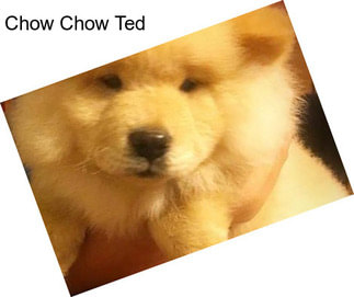 Chow Chow Ted