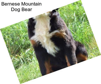 Bernese Mountain Dog Bear