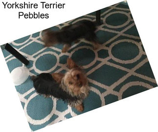 Yorkshire Terrier Pebbles
