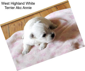 West Highland White Terrier Akc Annie