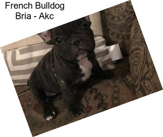 French Bulldog Bria - Akc