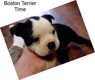 Boston Terrier Time