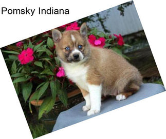 Pomsky Indiana