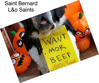 Saint Bernard L&o Saints