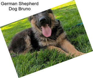 German Shepherd Dog Bruno