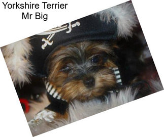 Yorkshire Terrier Mr Big