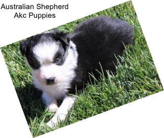 Australian Shepherd Akc Puppies