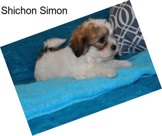 Shichon Simon