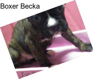 Boxer Becka