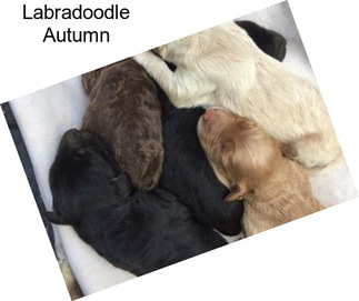 Labradoodle Autumn