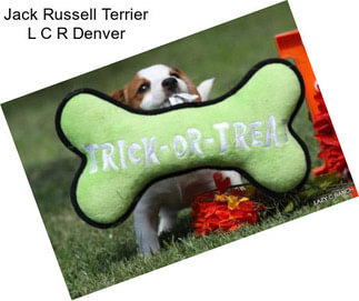 Jack Russell Terrier L C R Denver