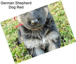 German Shepherd Dog Red