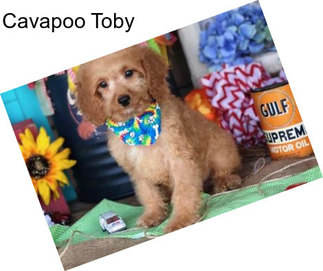 Cavapoo Toby