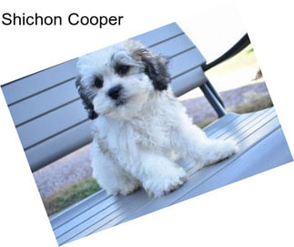 Shichon Cooper