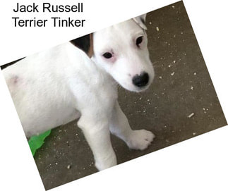 Jack Russell Terrier Tinker