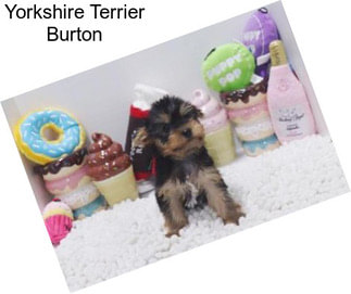 Yorkshire Terrier Burton