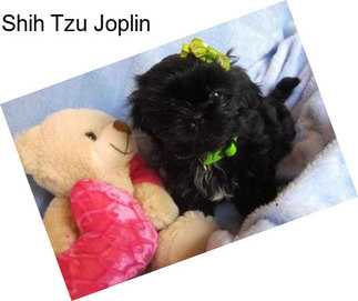 Shih Tzu Joplin