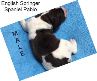 English Springer Spaniel Pablo