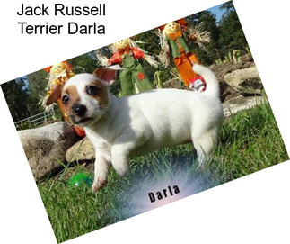 Jack Russell Terrier Darla