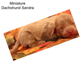 Miniature Dachshund Sandra