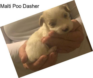 Malti Poo Dasher