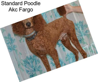 Standard Poodle Akc Fargo