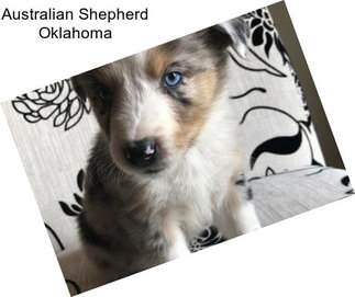 Australian Shepherd Oklahoma