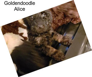 Goldendoodle Alice