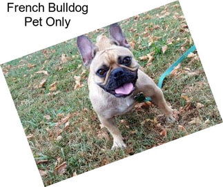 French Bulldog Pet Only