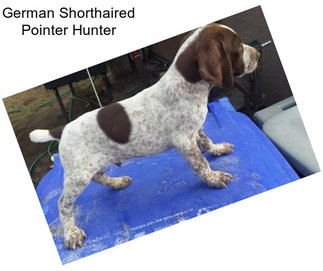 German Shorthaired Pointer Hunter