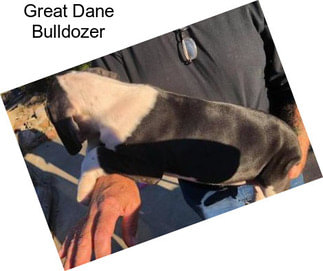 Great Dane Bulldozer