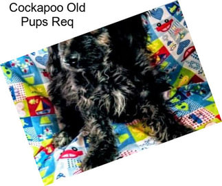 Cockapoo Old Pups Req