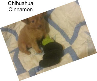 Chihuahua Cinnamon