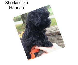 Shorkie Tzu Hannah