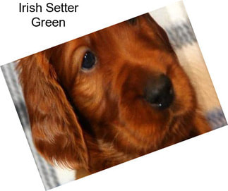 Irish Setter Green