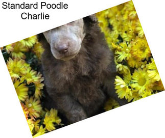 Standard Poodle Charlie