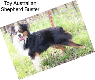 Toy Australian Shepherd Buster