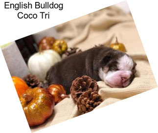 English Bulldog Coco Tri