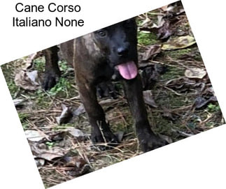 Cane Corso Italiano None