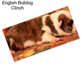 English Bulldog Clinch