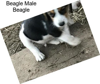 Beagle Male Beagle