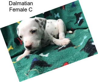 Dalmatian Female C