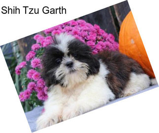 Shih Tzu Garth