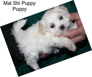 Mal Shi Puppy Puppy