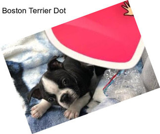 Boston Terrier Dot