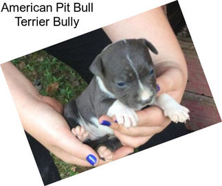 American Pit Bull Terrier Bully