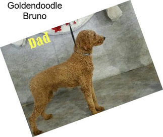 Goldendoodle Bruno