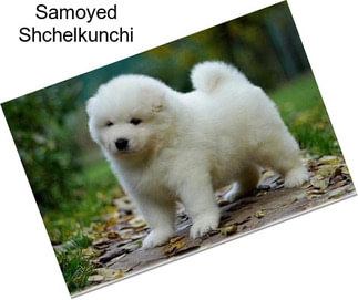 Samoyed Shchelkunchi