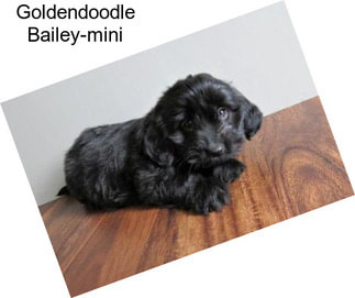 Goldendoodle Bailey-mini